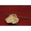 Picture of Guide Rod And Spring Kit For Ruger 10/22 Lr