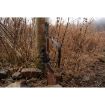 Picture of S&W 1854 Large Loop 44 Mag 19.25" Blued Walnut Stock