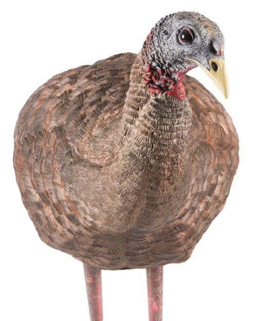Picture of Avian X Lcd Breeder Hen Turkey Species Multi Color Dura-Rubber 